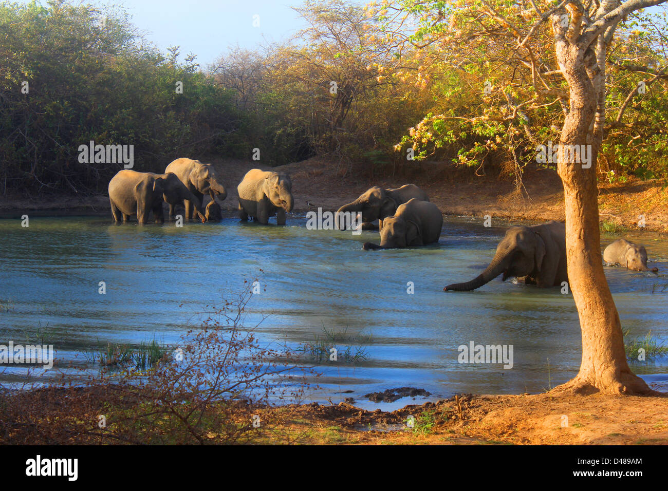 Herd of Elephants bathing at sunset in Yala National Park Sri Lanka Stock Photo