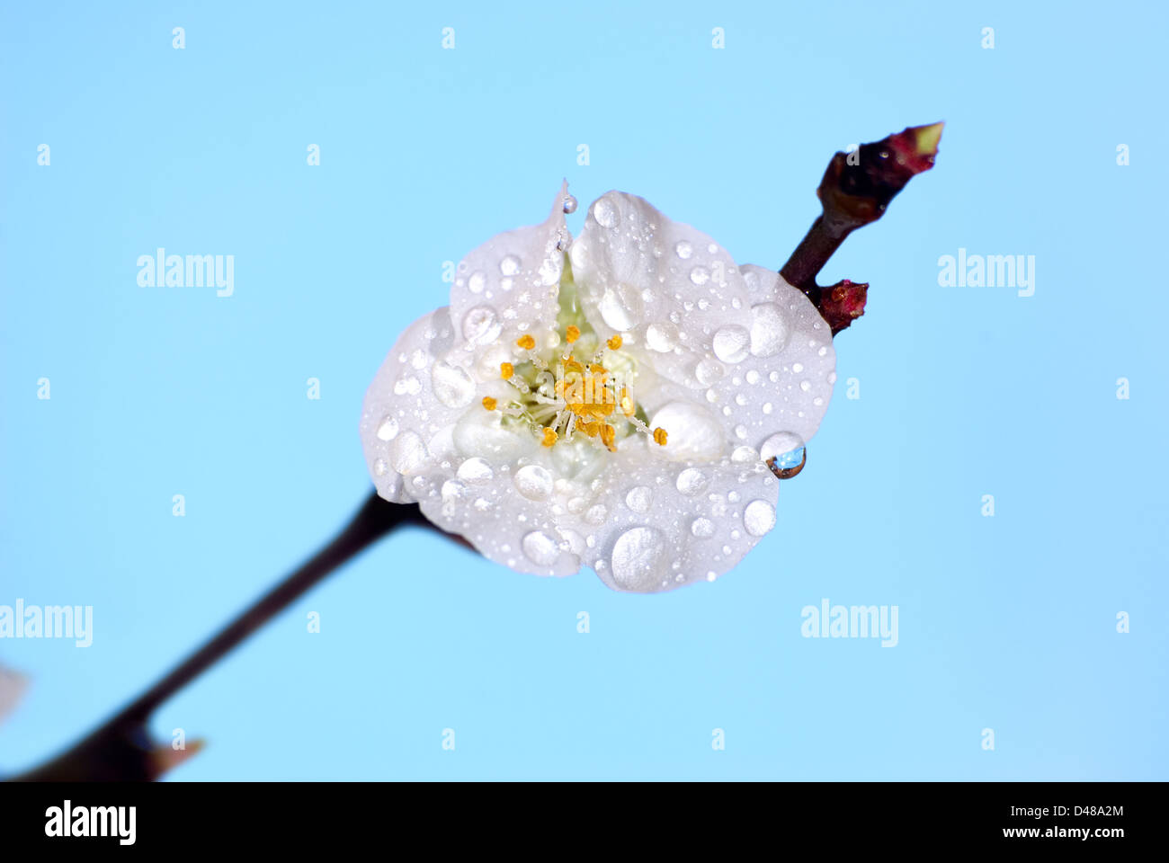 Flowering of an apricot tree on a background of the blue sky Stock Photo