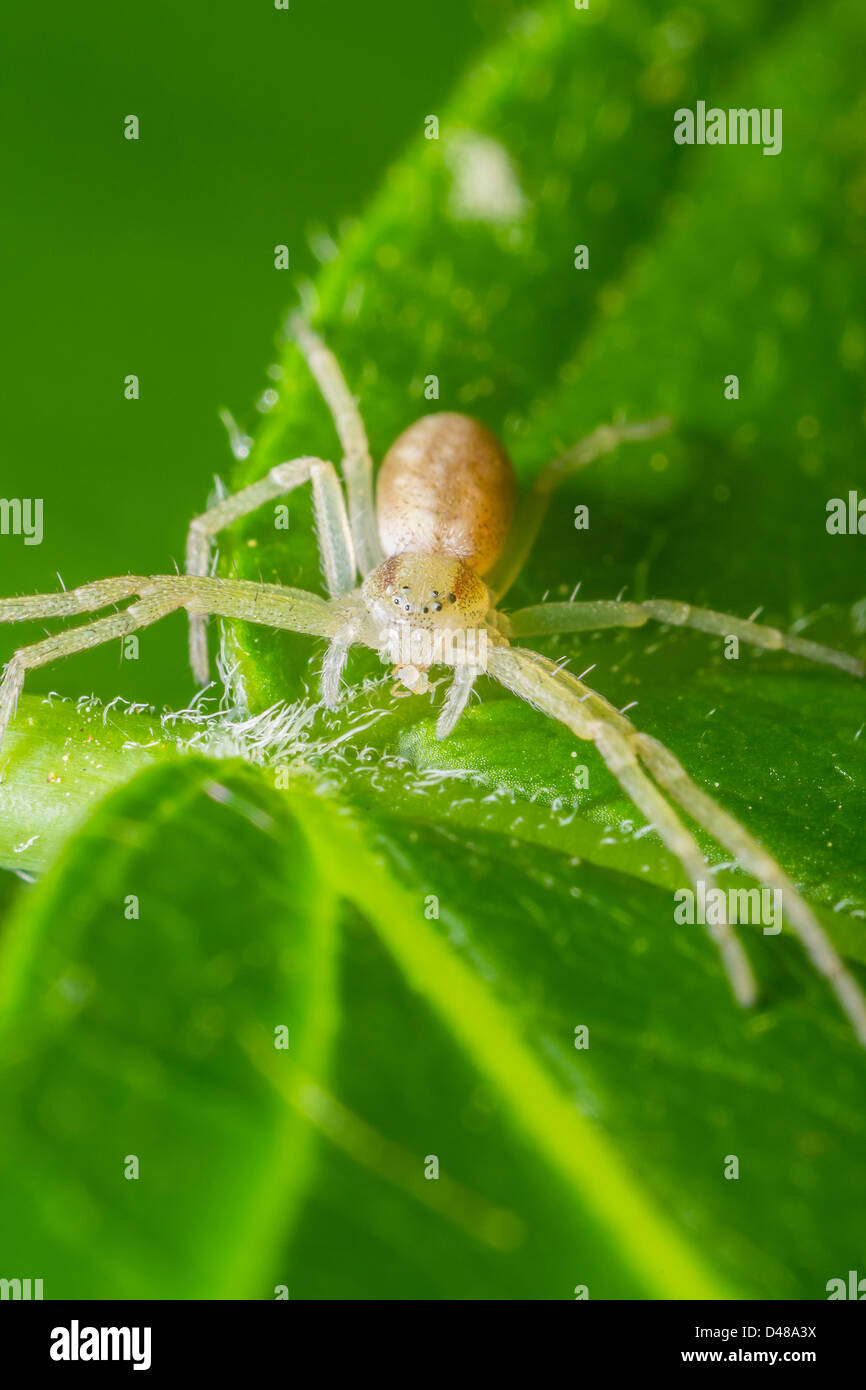 Crab Spider Eating Stock Photo Alamy