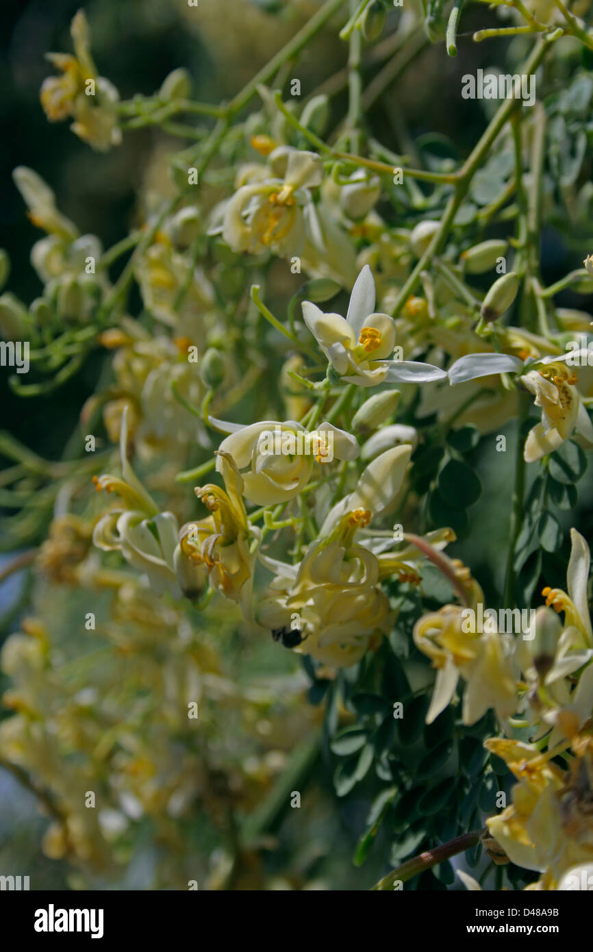 Flowers of Drumstick Tree, Moringa oleifera syn. M. pterygosperma F Moringacea Stock Photo