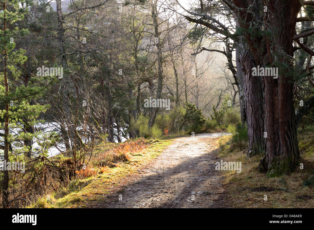 Ancient Pine forests at Loch an Eilean, Cairngorms National Park, Scotland, UK Stock Photo