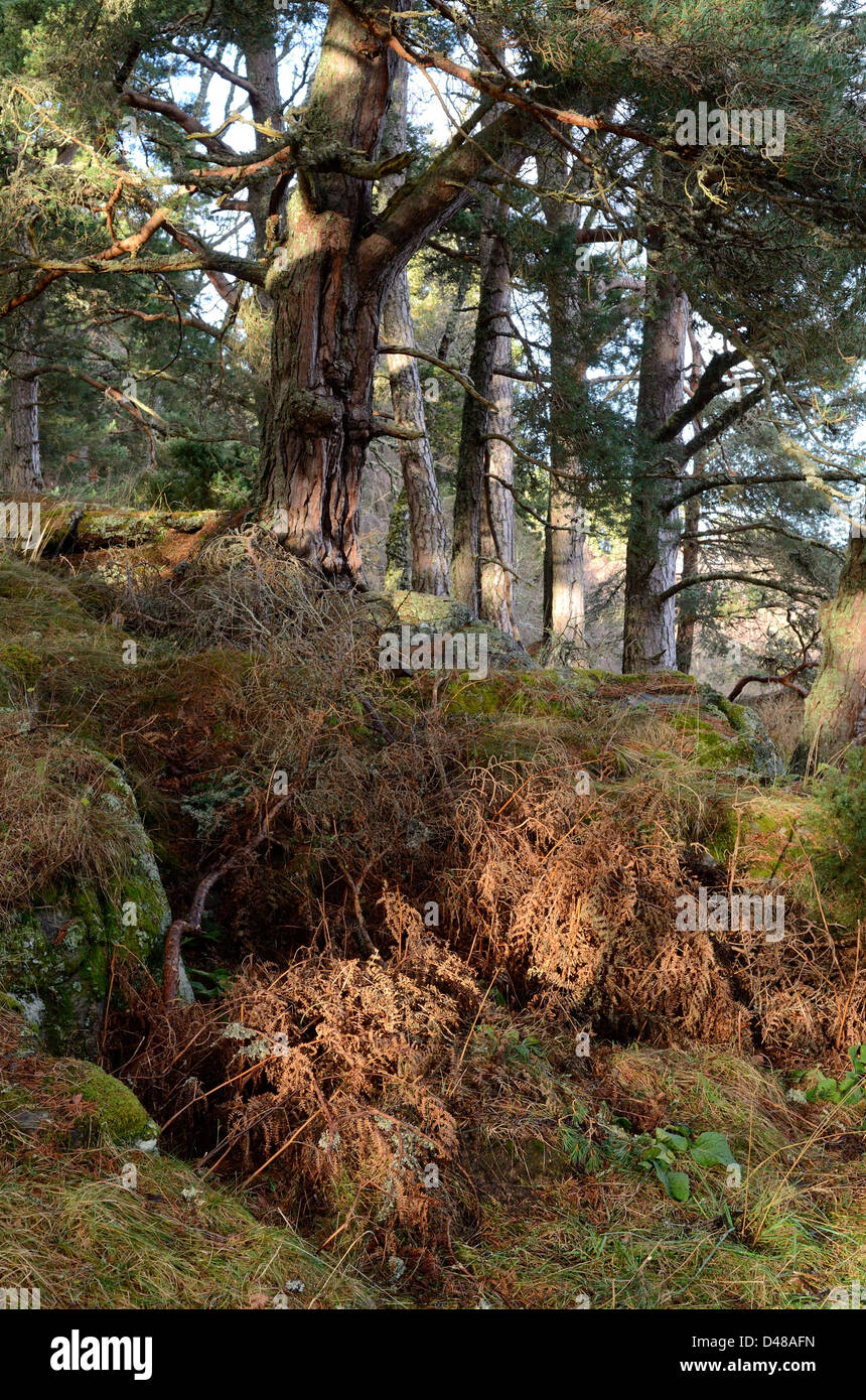 Ancient Pine forests at Loch an Eilean, Cairngorms National Park, Scotland, UK Stock Photo