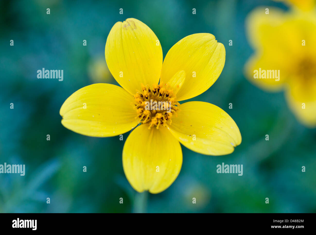 Single Yellow Flower with 5 Petals on Macro Shot Stock Photo Alamy