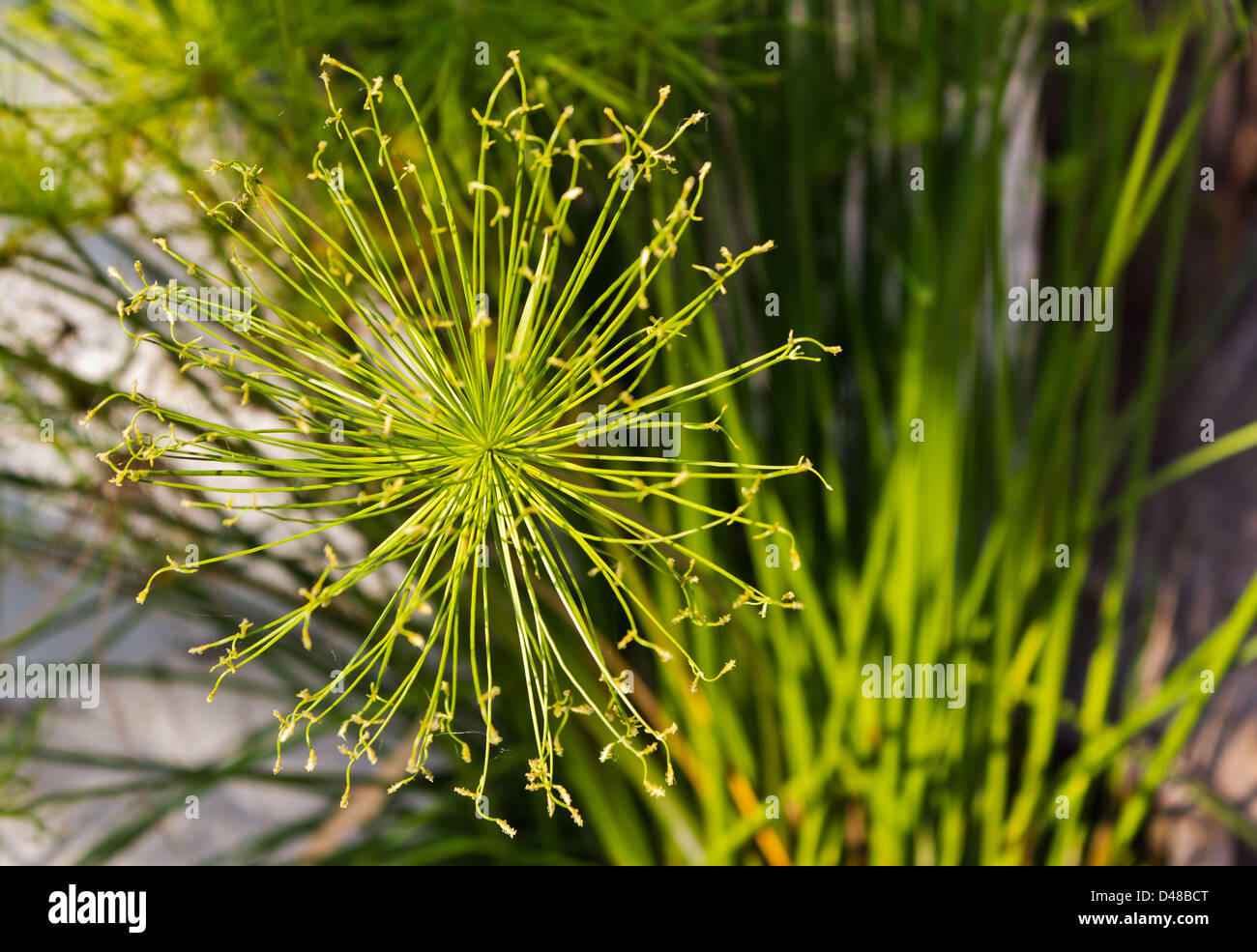 Slender Shape of Cyperus Papyrus under the sunlight in the Garden. Stock Photo