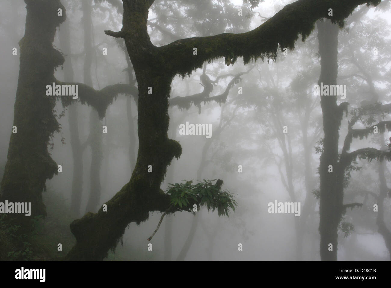 Fogbound forest in Landour Stock Photo Alamy