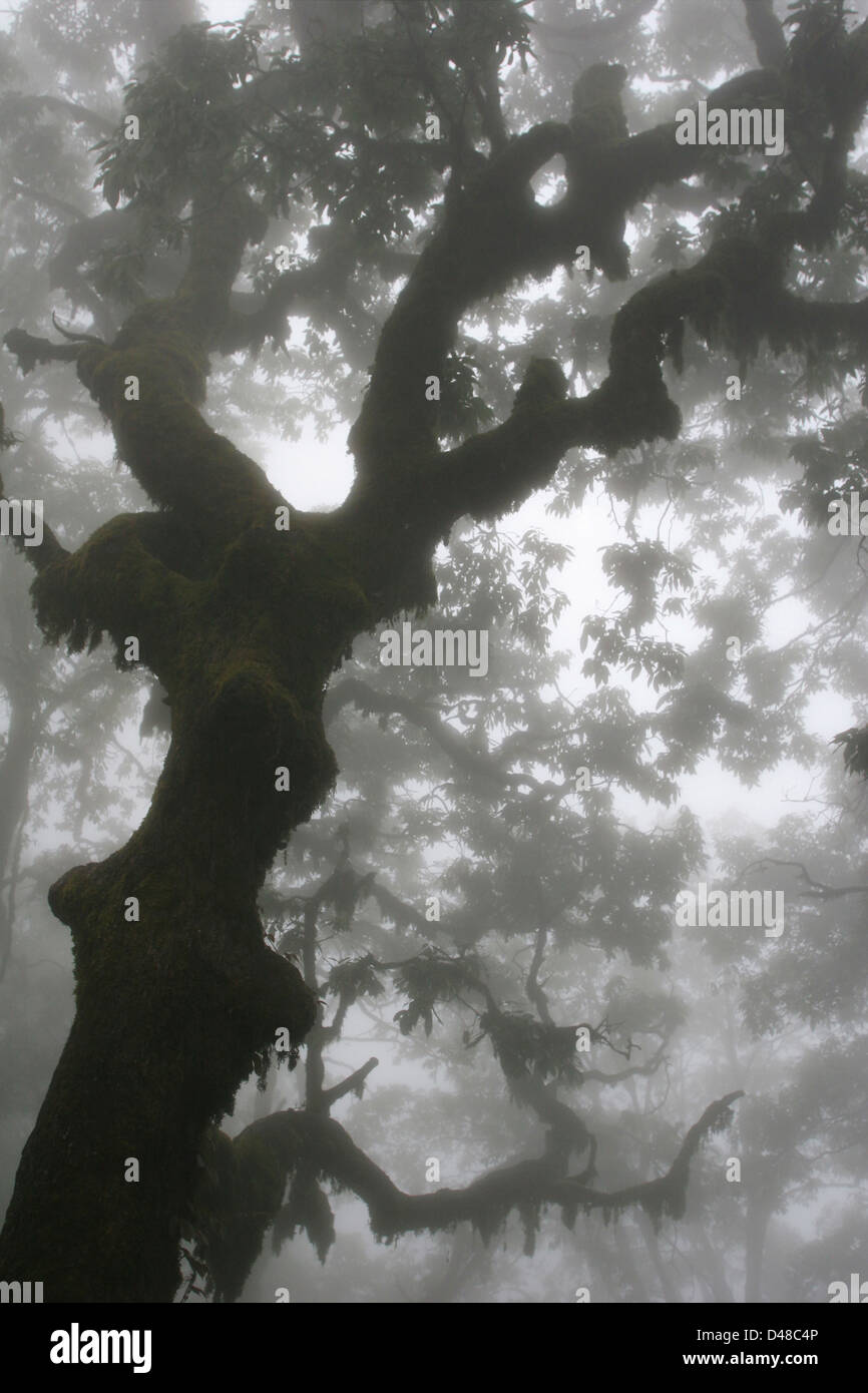 Fogbound forest in Landour Stock Photo Alamy