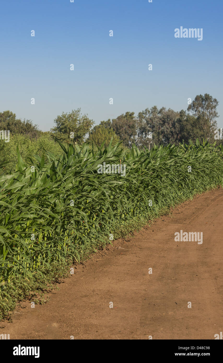 Green corn rows hi-res stock photography and images - Alamy