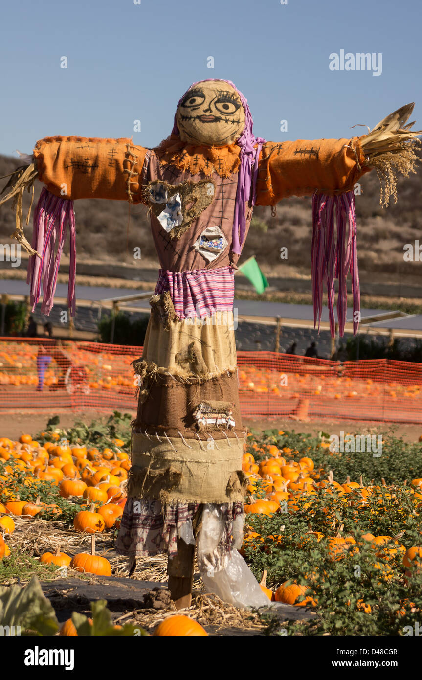 Scarecrow standing guard at pumpkin patch Stock Photo Alamy