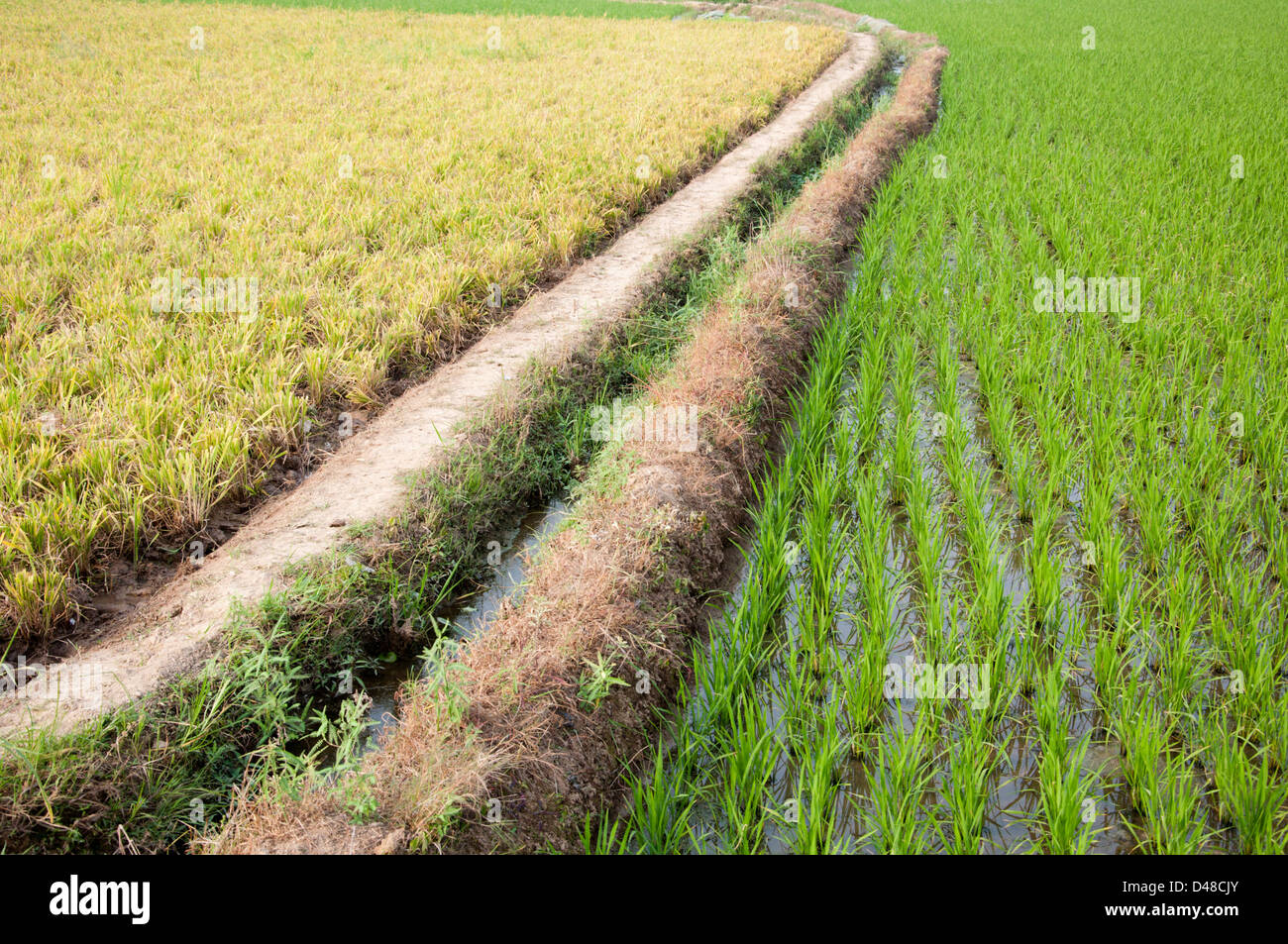 Rice in farming area hi-res stock photography and images - Alamy