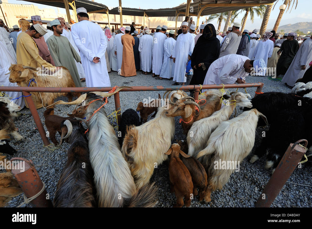 Goats and omanis men at friday's market in Nizwa; Al Dakhiliyah, Oman