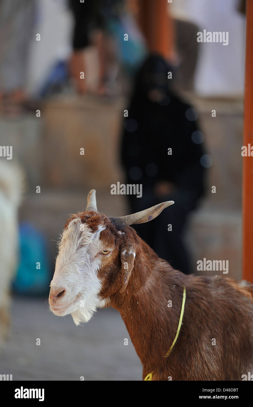 Iconic a completely blackveiled woman and a goat at the friday's