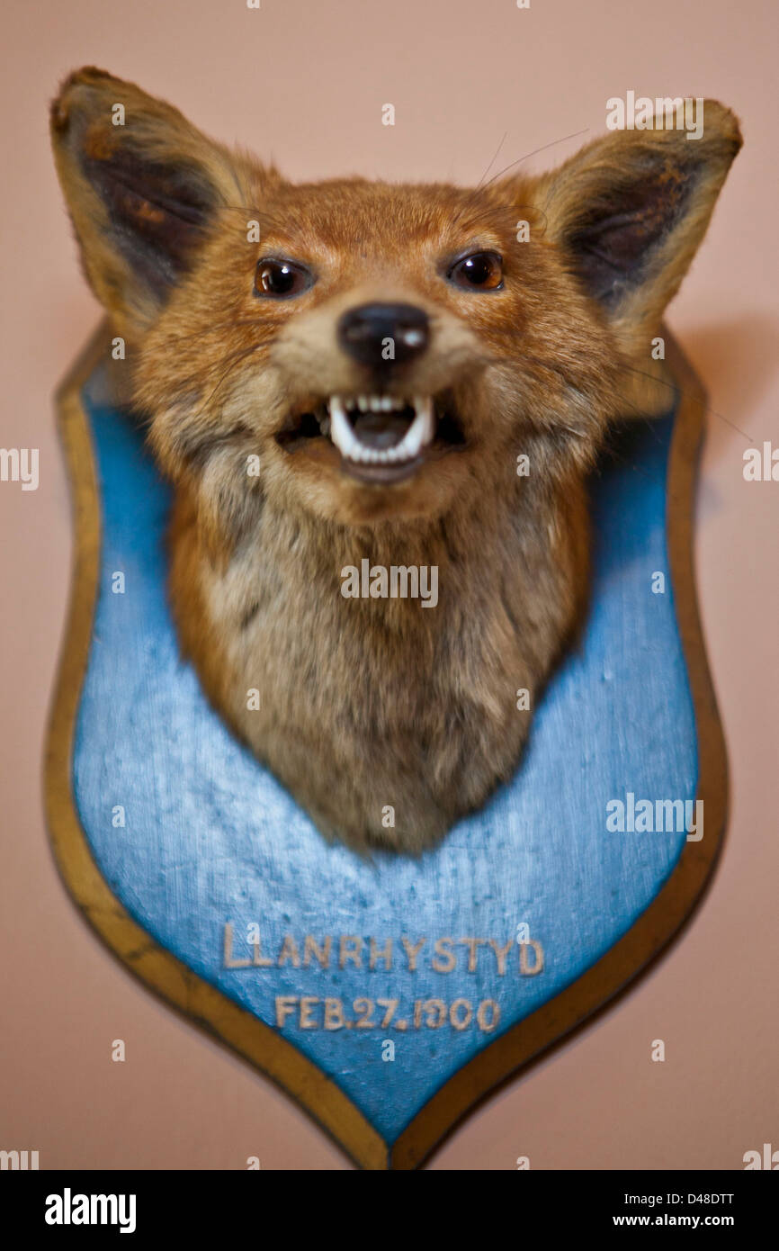 A stuffed animal trophy head. Llanerchaeron, Wales, UK. From a display