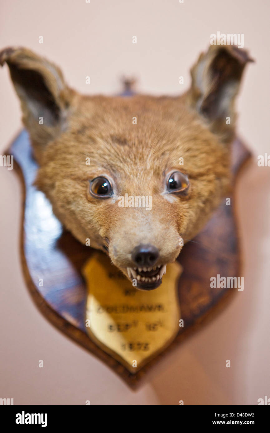 A stuffed animal trophy head. Llanerchaeron, Wales, UK. From a display at Llanerchaeron House. Stock Photo