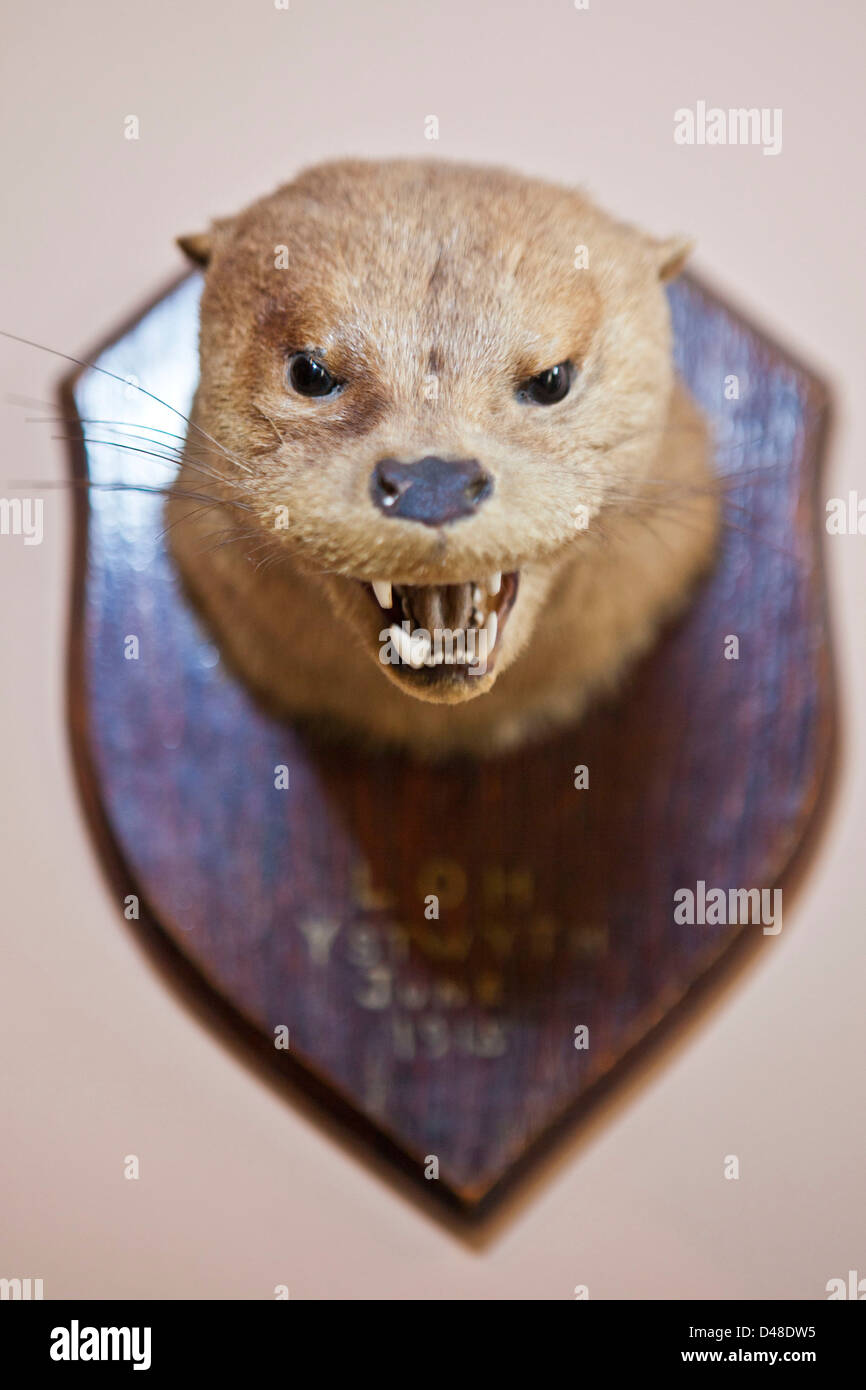 A stuffed animal trophy head. Llanerchaeron, Wales, UK. From a display
