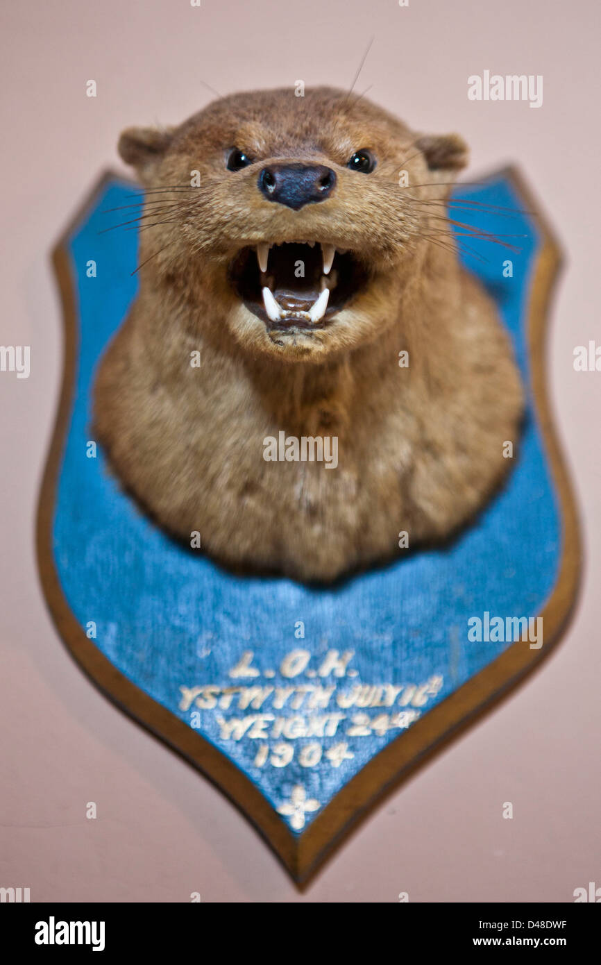 A stuffed animal trophy head. Llanerchaeron, Wales, UK. From a display