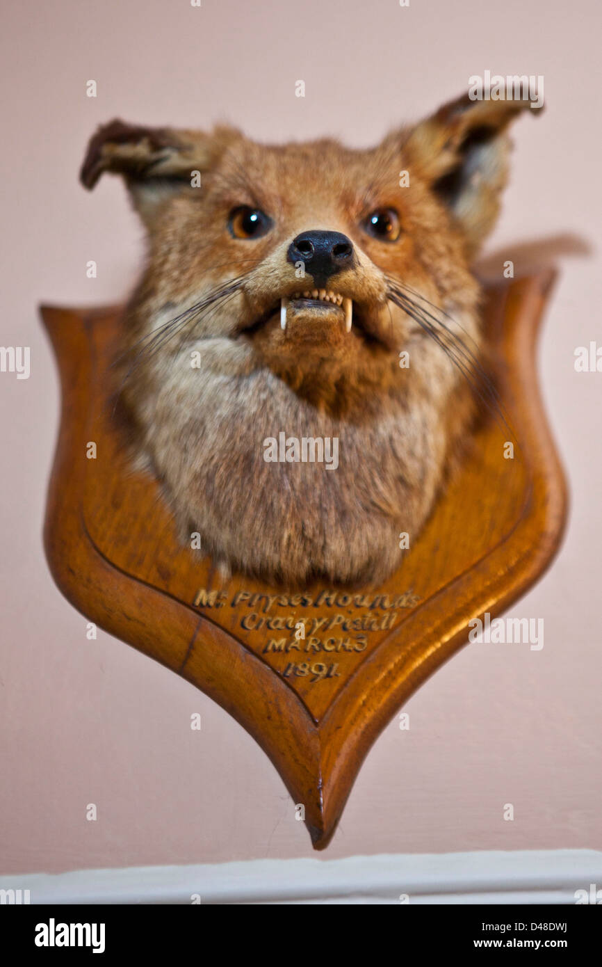 A stuffed animal trophy head. Llanerchaeron, Wales, UK. From a display at Llanerchaeron House. Stock Photo
