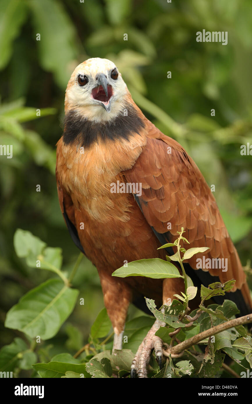 Black and chestnut eagle hi-res stock photography and images - Alamy