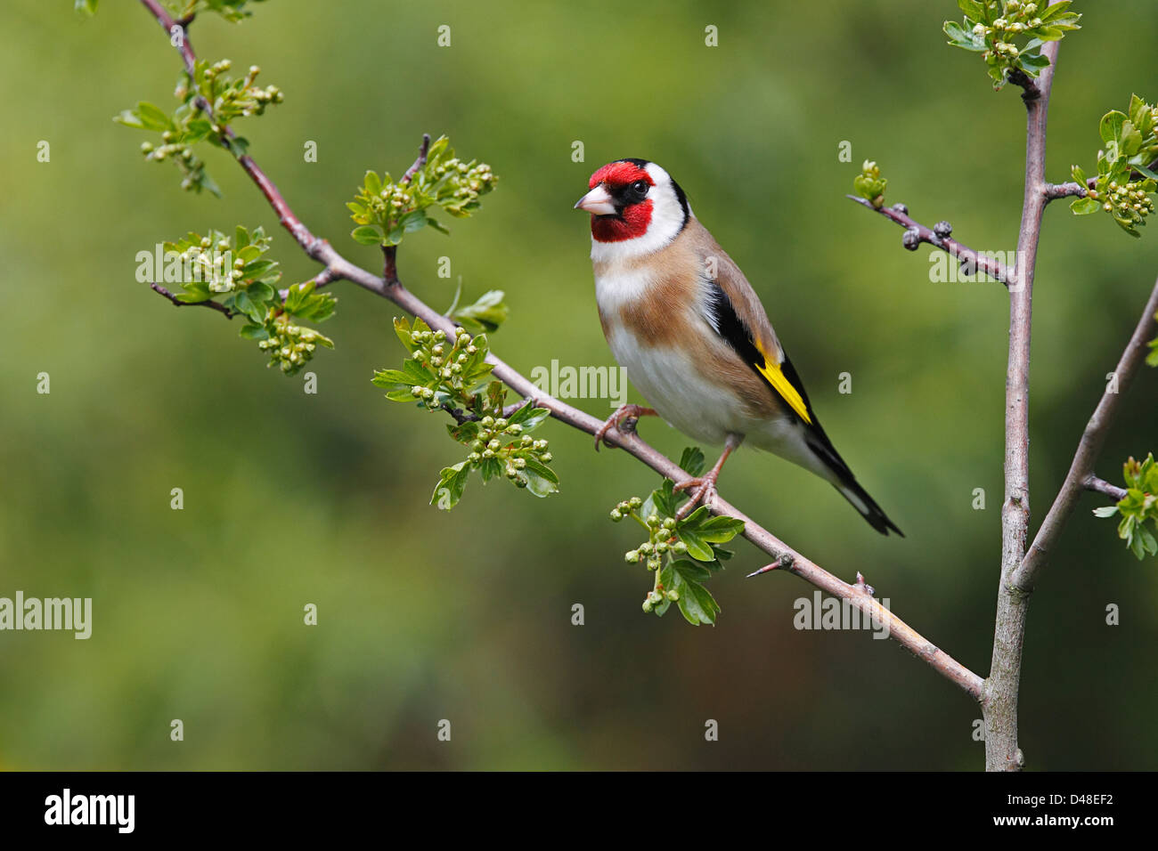 Goldfinch (Carduelis carduelis) perched on Hawthorn branch Cheshire UK March 8415 Stock Photo