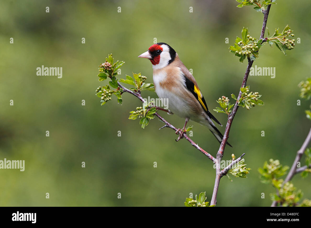 Goldfinch (Carduelis carduelis) perched on Hawthorn branch Cheshire UK March 8428 Stock Photo
