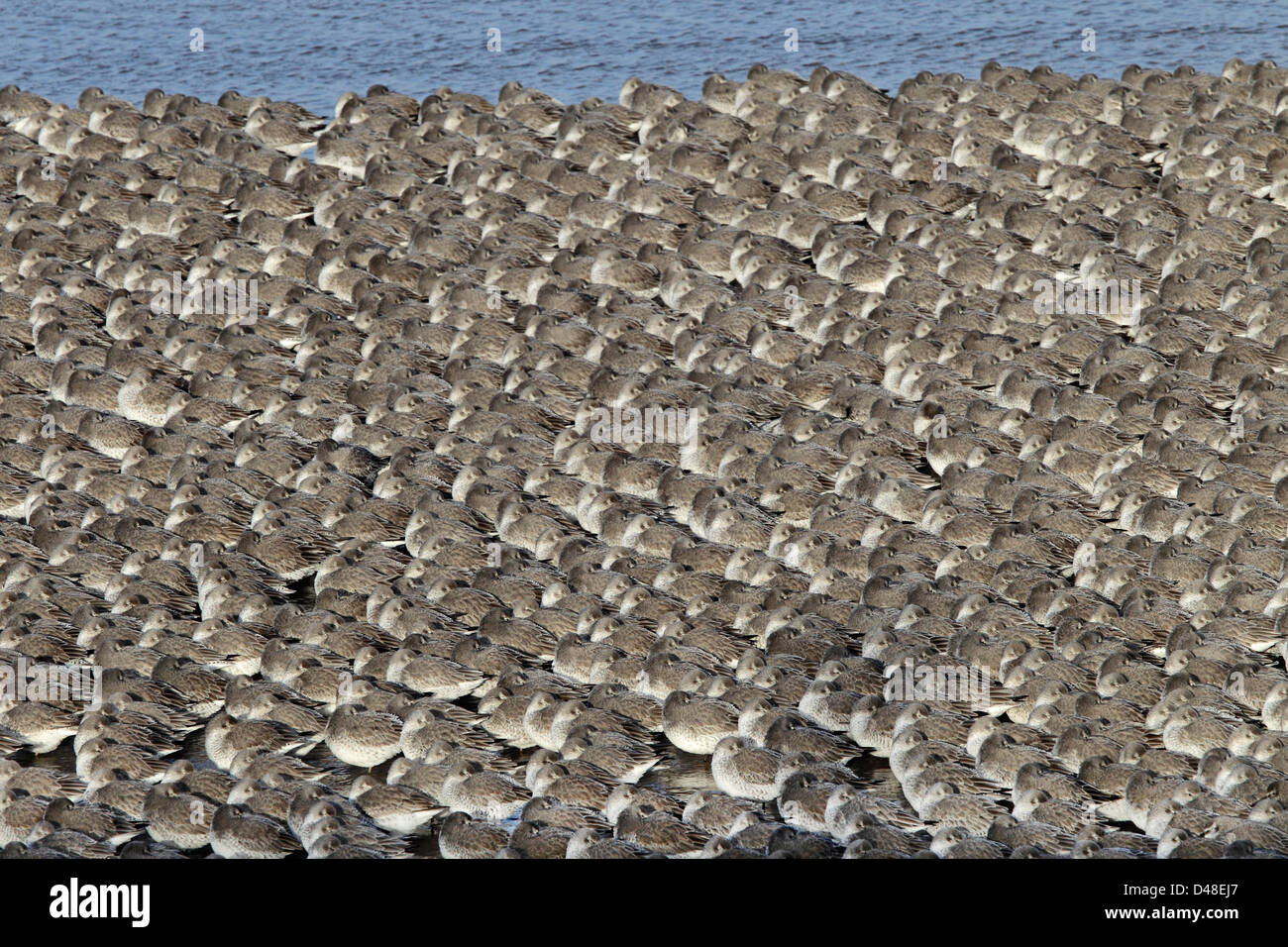 Knot (Calidris canutus) roosting on shore Liverpool Bay UK December 1688 Stock Photo