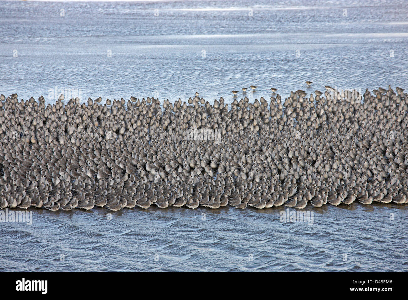 Knot (Calidris canutus) flock walking on shorebefore rising tide Liverpool Bay UK December 2198 Stock Photo
