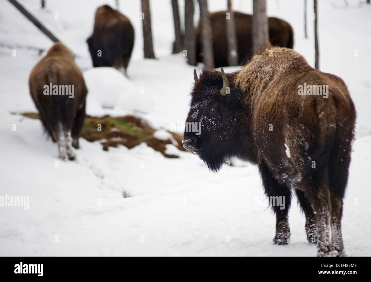 Bison in Yellowstone National Park, Wyoming, United States, in the winter Stock Photo