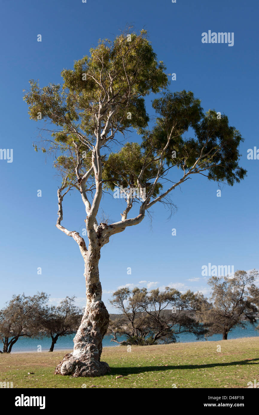 Eucalyptus gum tree, Kalbarri Western Australia Stock Photo Alamy