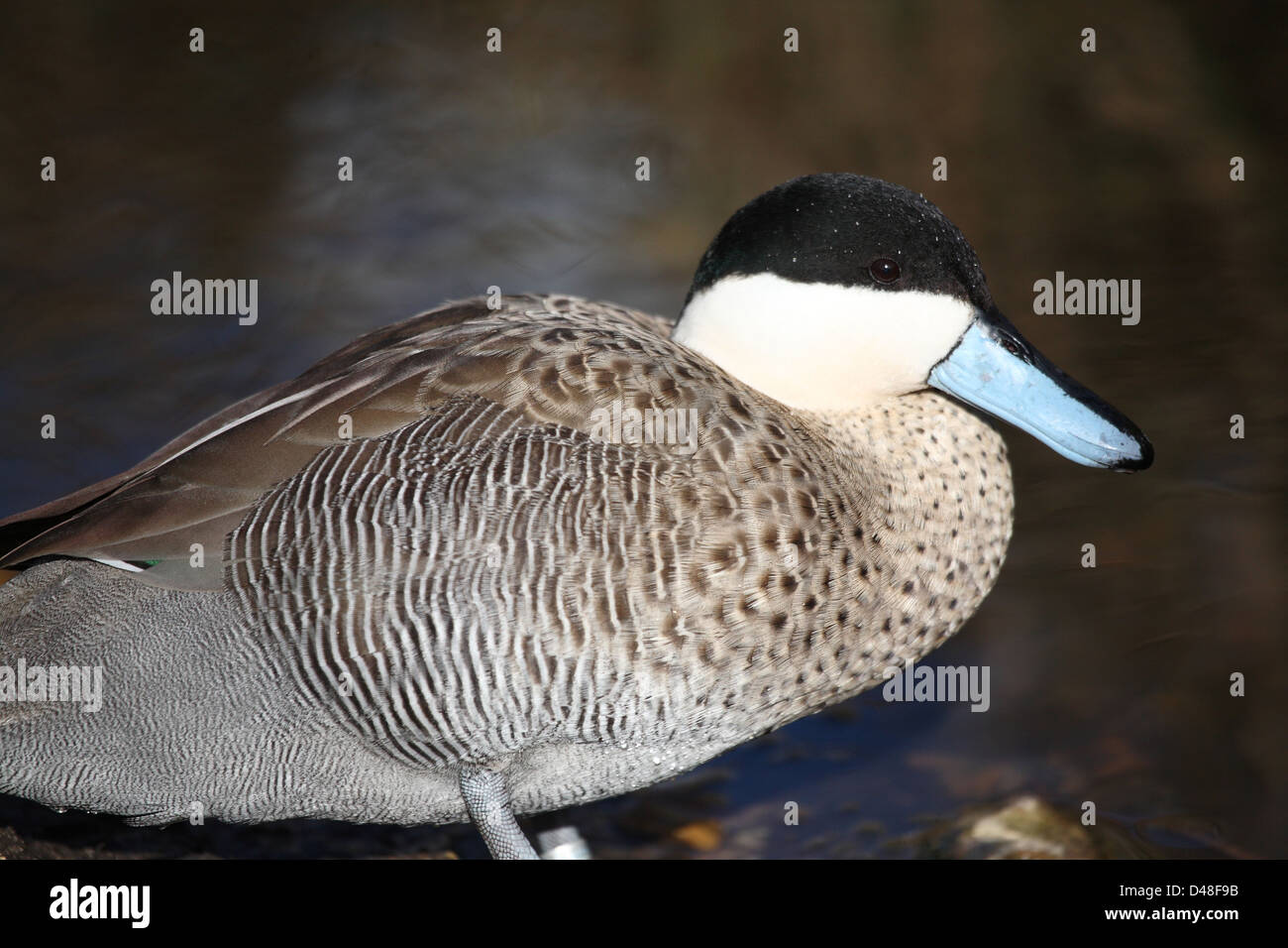 Duck feet underwater hires stock photography and images Alamy