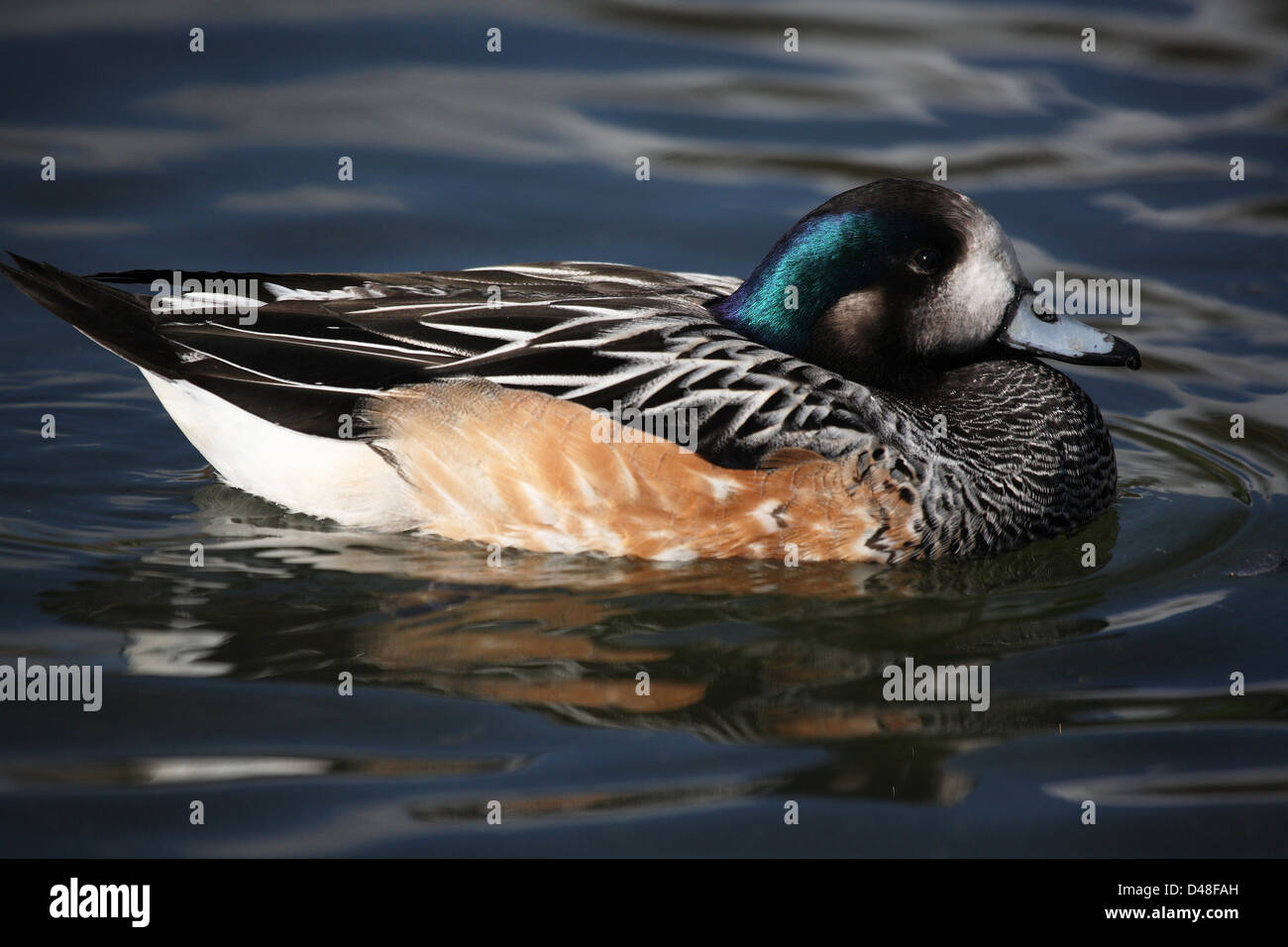 duck Stock Photo