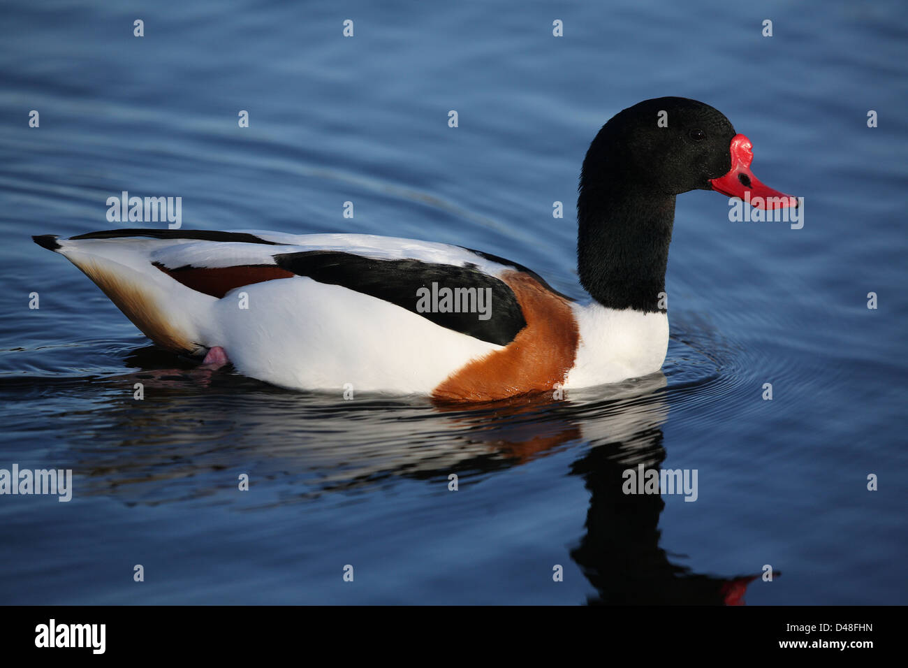Shell decoys hi-res stock photography and images - Alamy