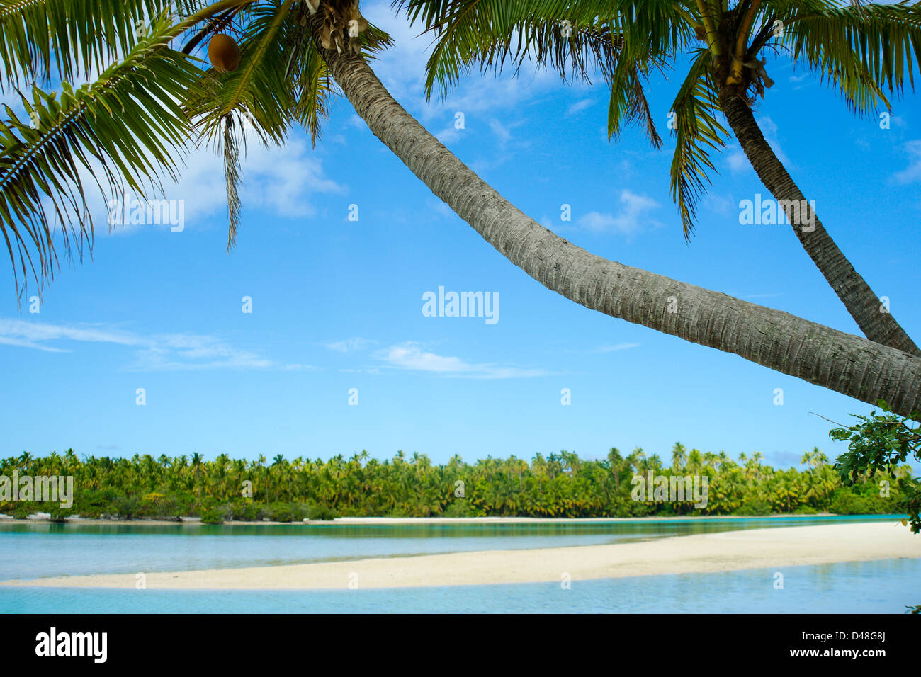Coconut palm trees lean over a beautiful beach Stock Photo - Alamy