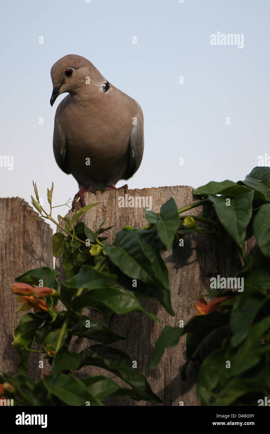 Collared doves nest hires stock photography and images Alamy