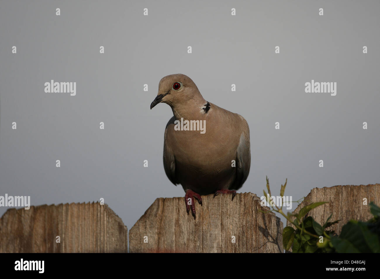 Collared doves nest hires stock photography and images Alamy