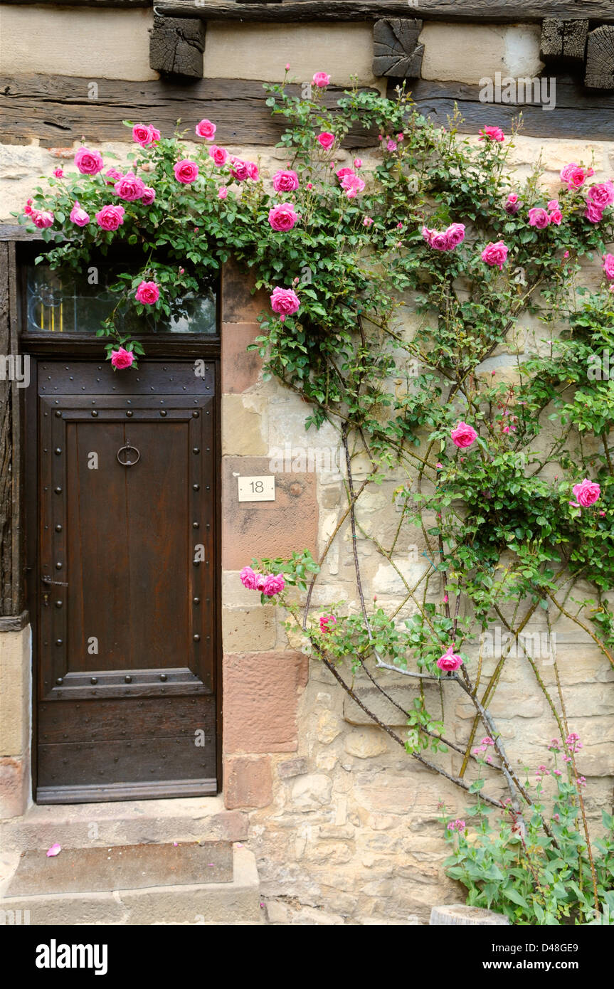 Brown front door with pink roses. Stone wall. Cordes, Tarn, France Stock Photo