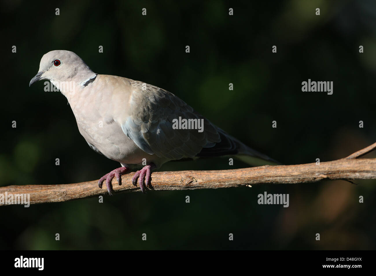 Collared doves nest hires stock photography and images Alamy