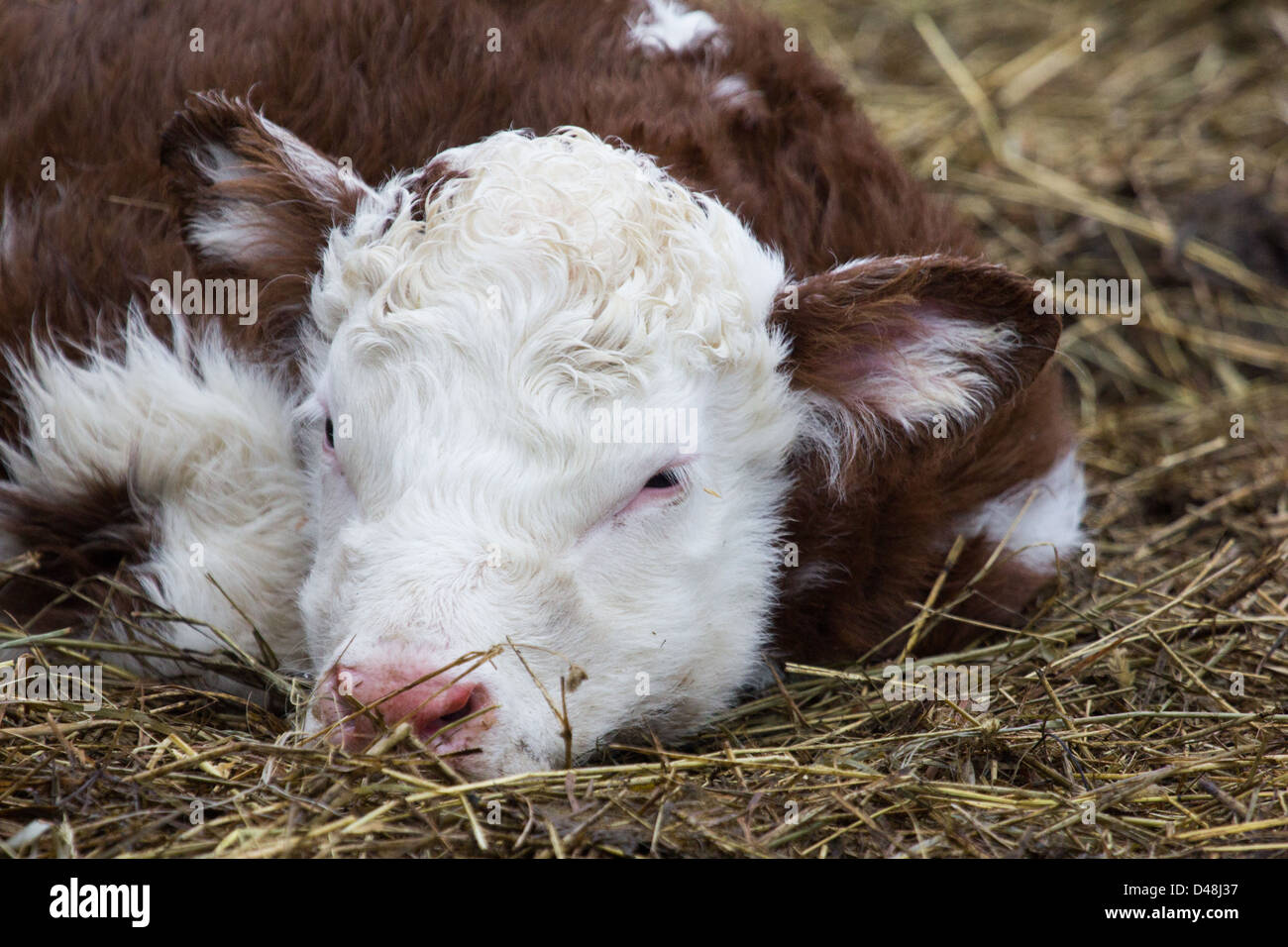 Calf laying hires stock photography and images Alamy