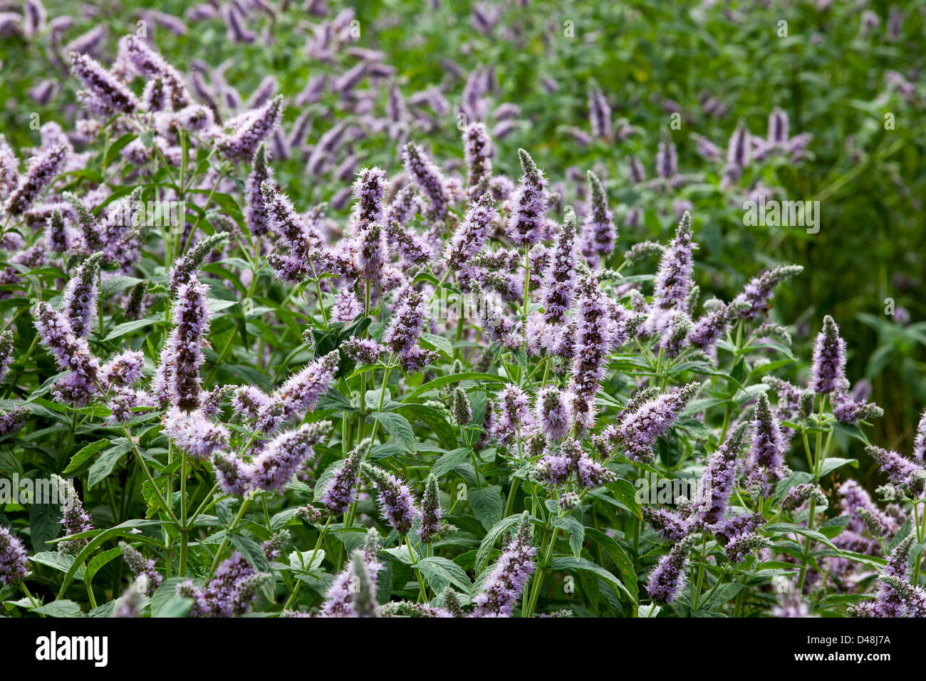 field of blossom mint, green leaves and violet flowers Stock Photo