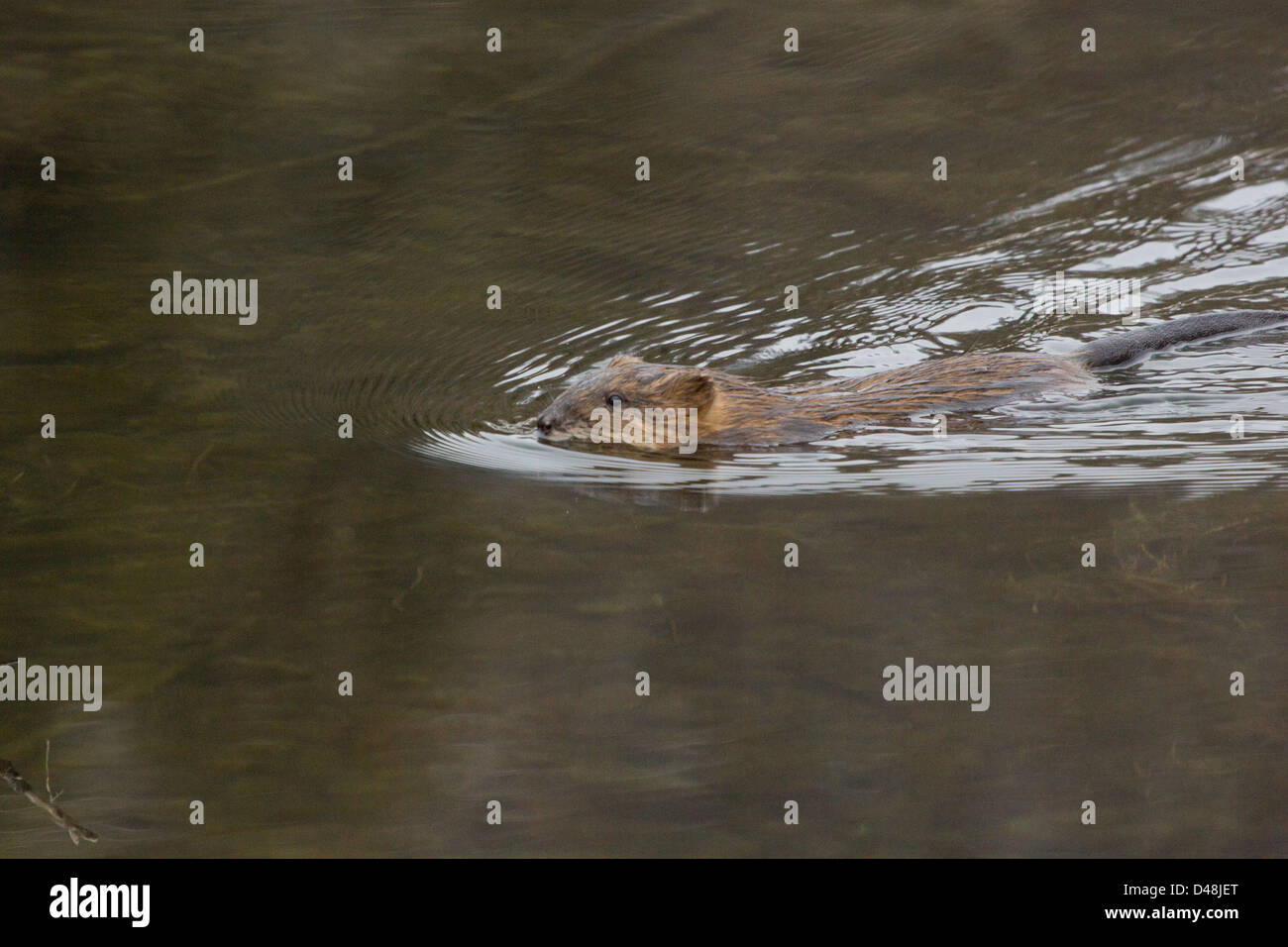 A muskrat swims lazily in a beaver pond. Stock Photo