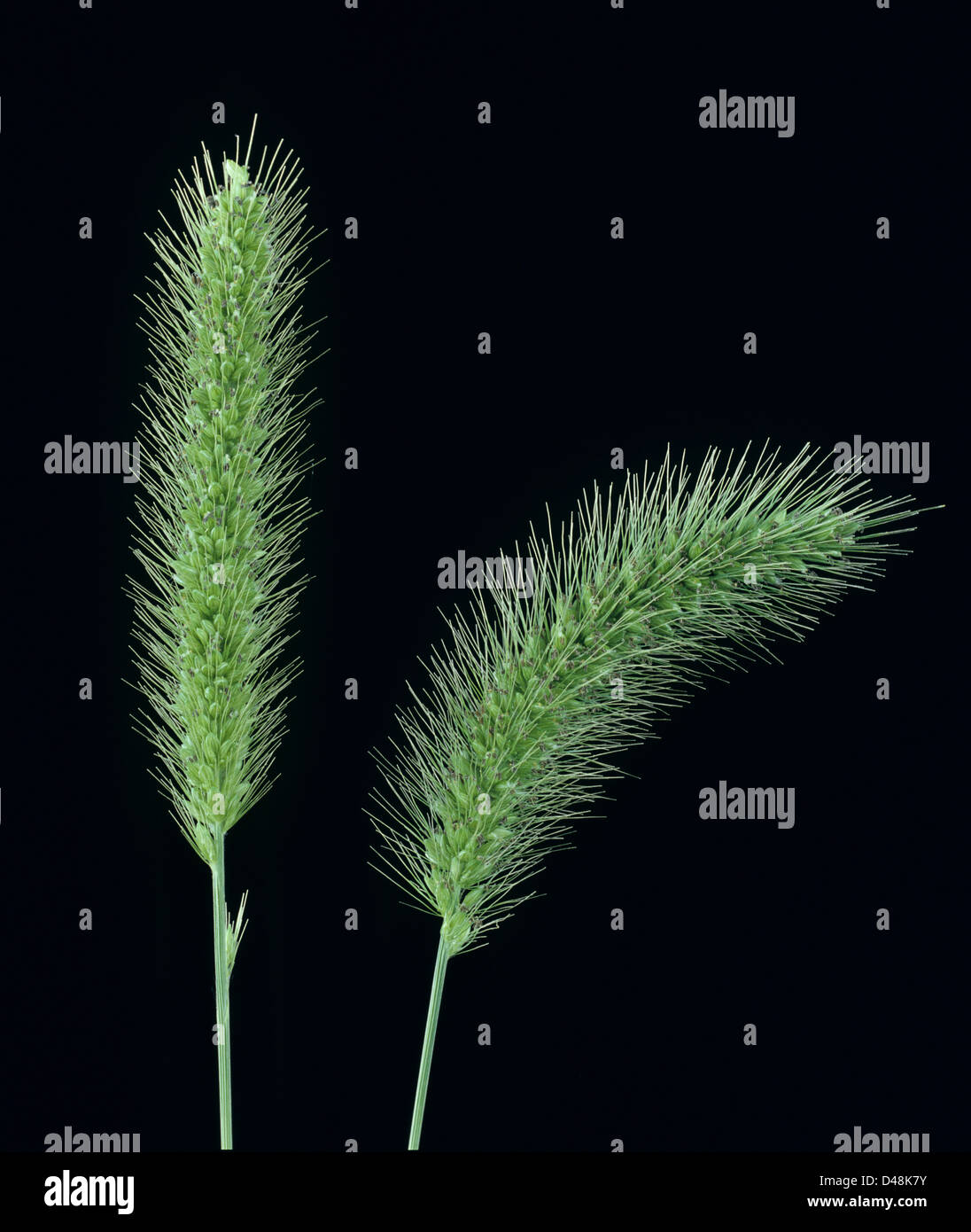 Flowers spikes of green foxtail grass, Setaria viridis, Stock Photo