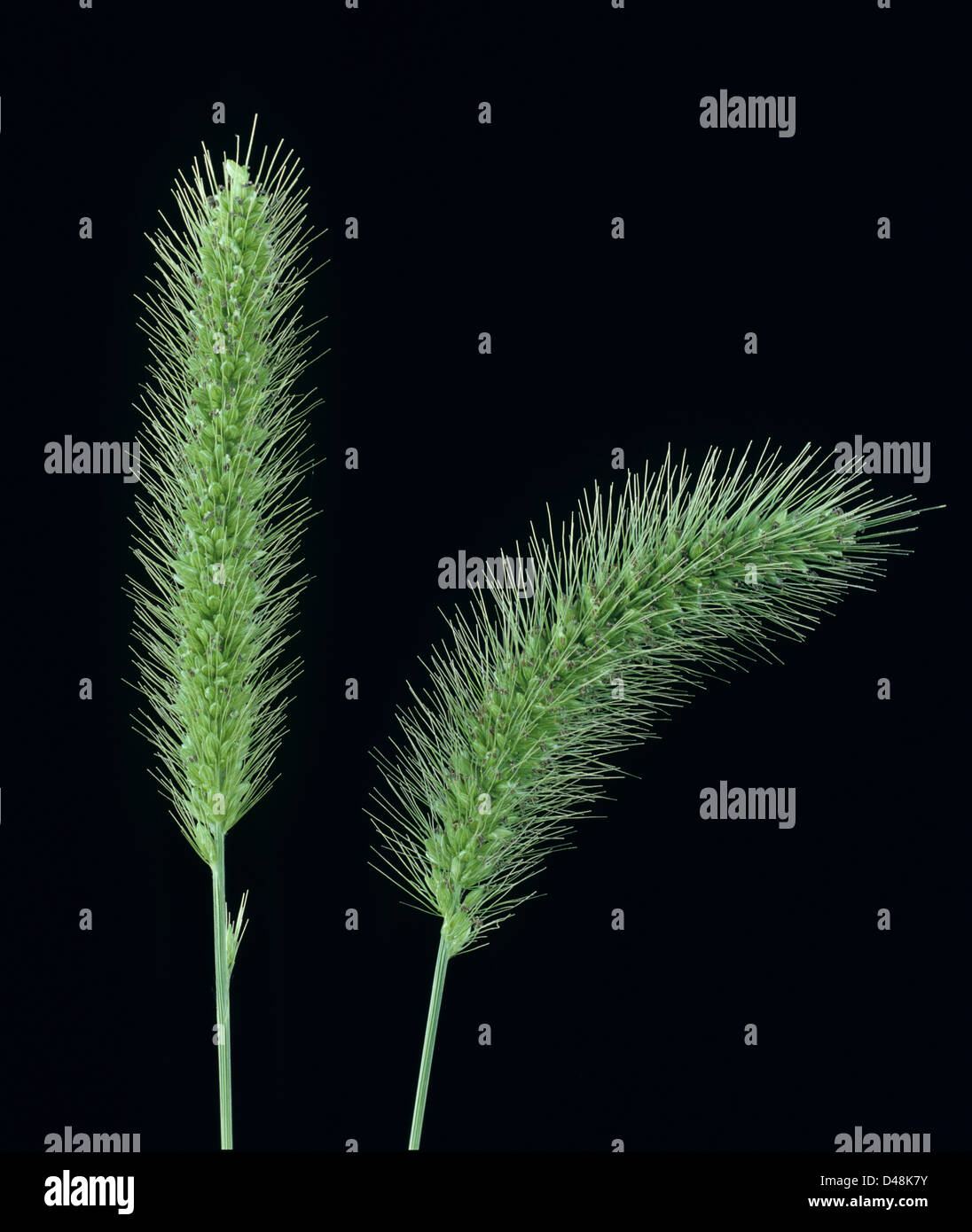 foxtail grass identification