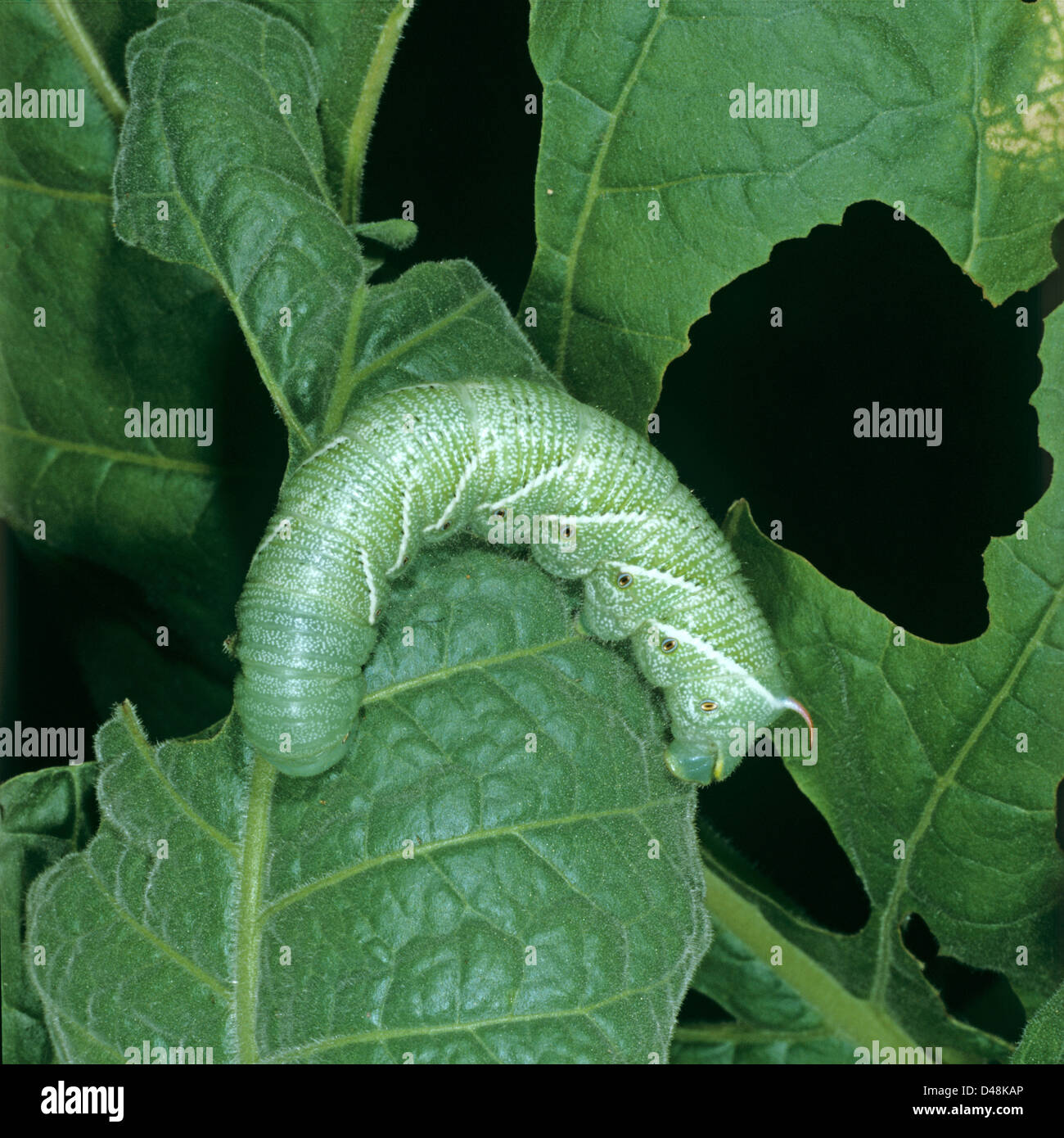 A tobacco hornworm caterpillar, Manduca secta, a serious pest of tobacco on damaged leaves Stock Photo