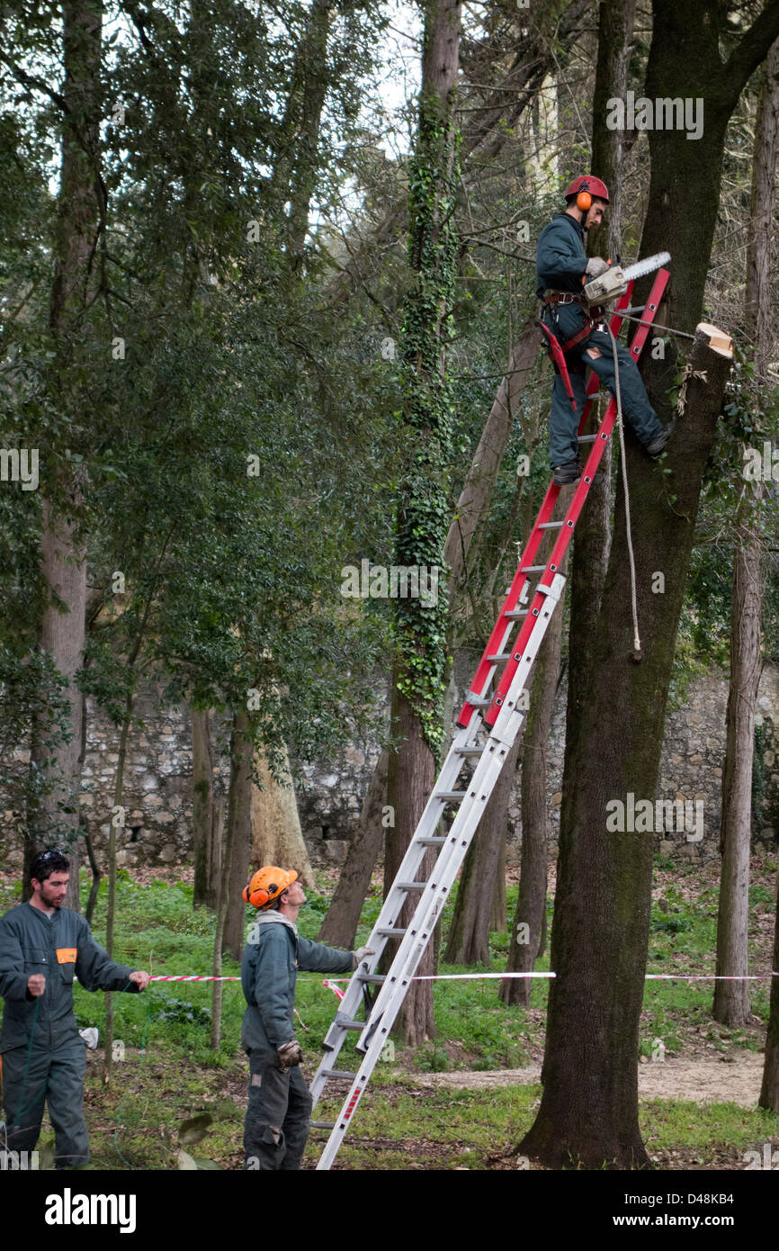 Chainsaw tree ladder man hires stock photography and images Alamy