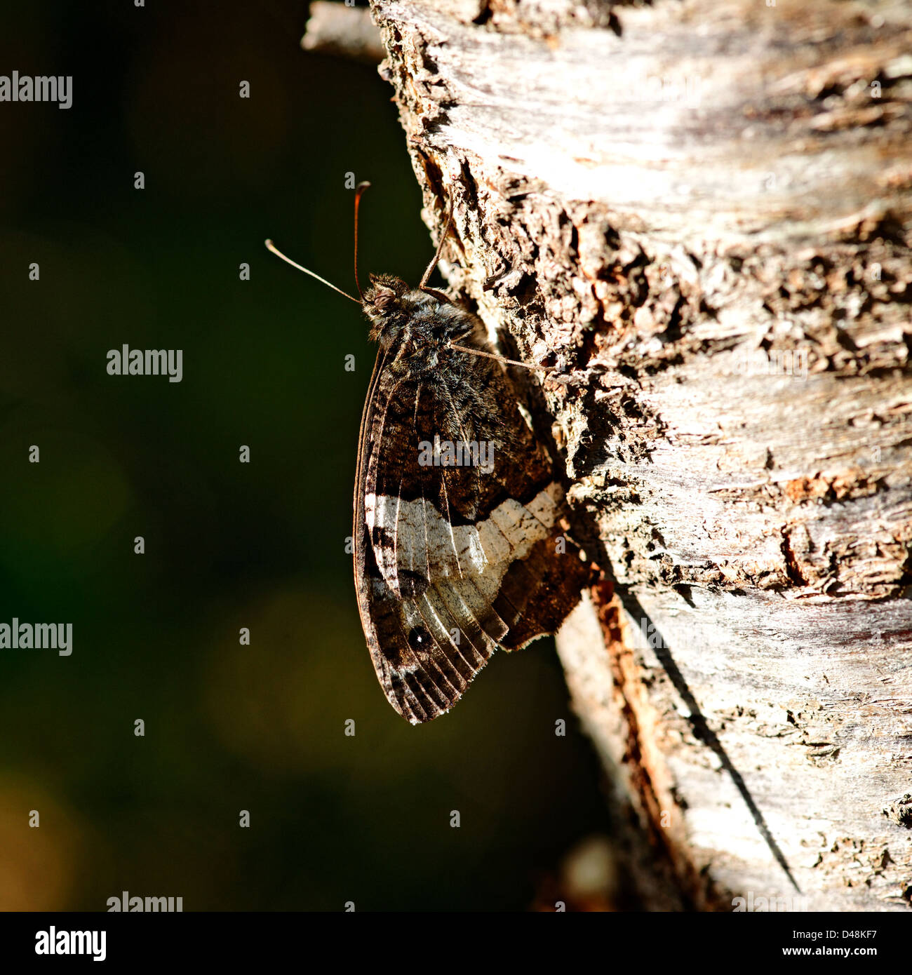 Woodland grayling butterfly on bark of a cherry tree, south-west France Stock Photo