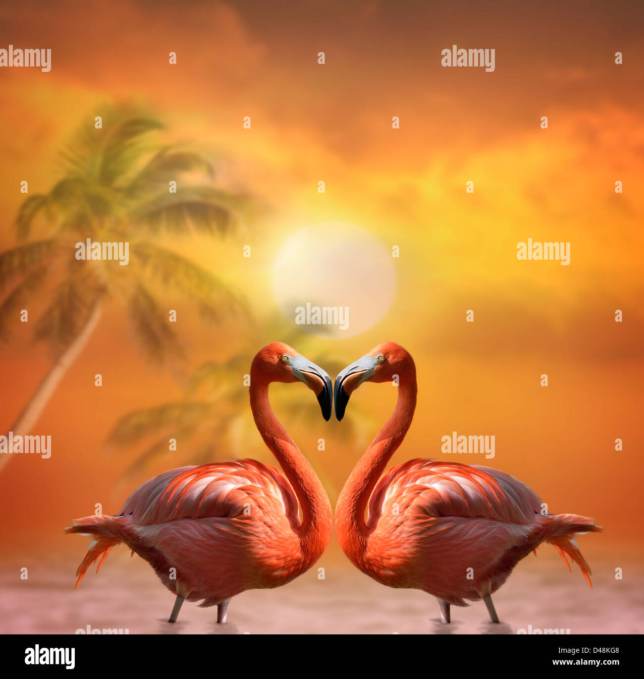 Two Pink Flamingos At Sunset Stock Photo