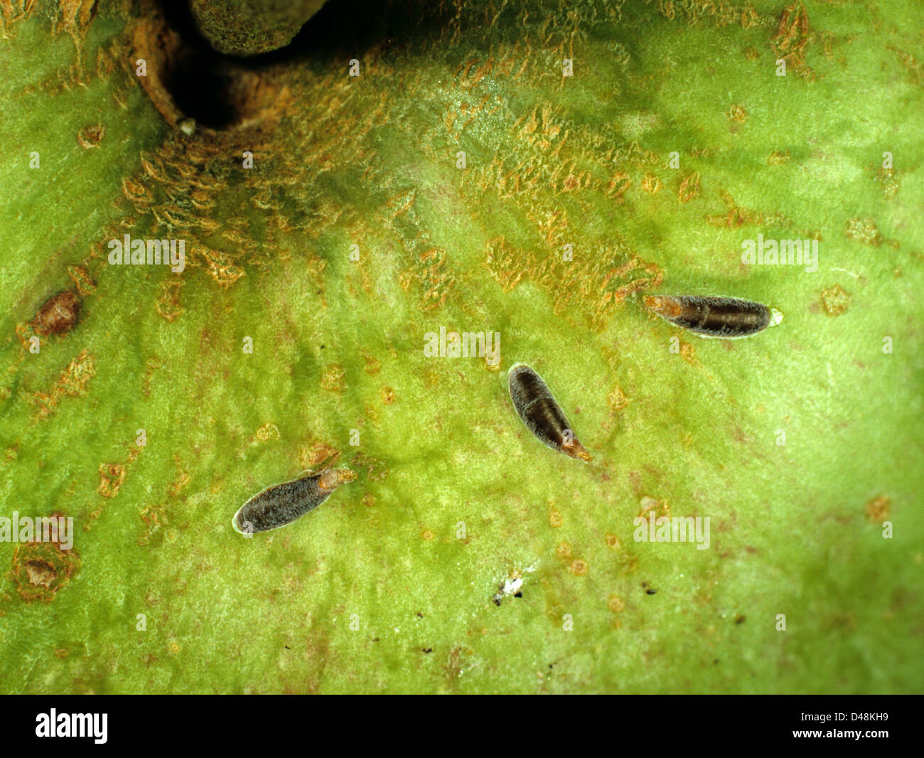 Mussel scale insects, Lepidosaphes ulmi, on the surface of an apple fruit Stock Photo