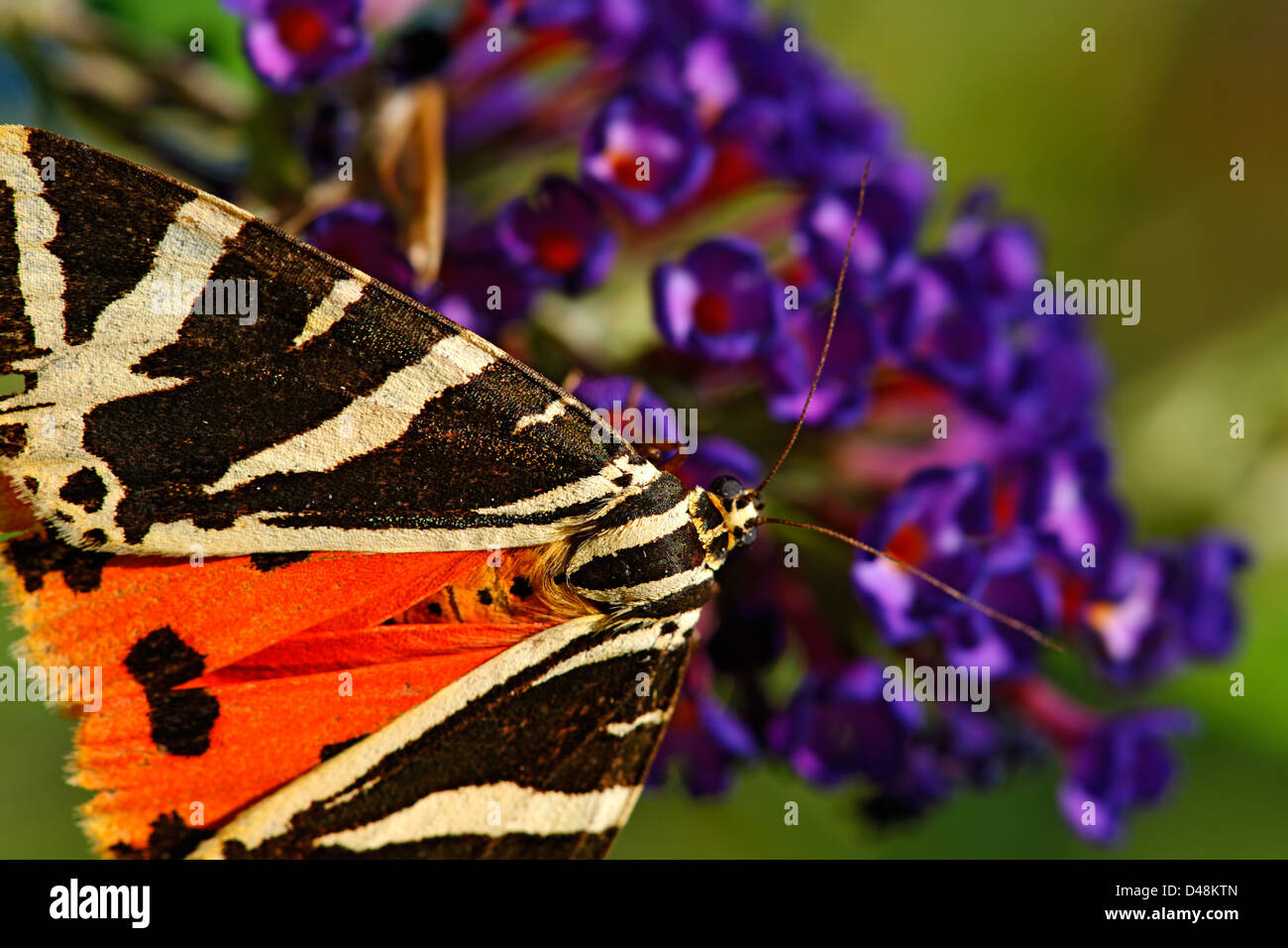 Jersey tiger moth feeding on verbena bonariensis, France Stock Photo