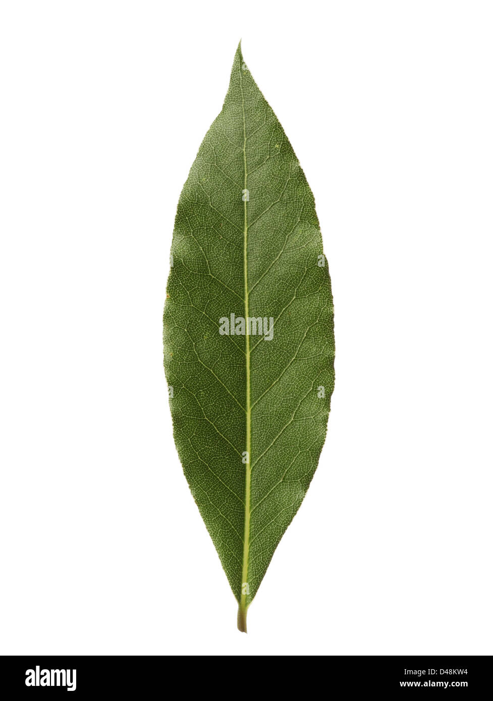 Single bay leaf isolated on white background Stock Photo