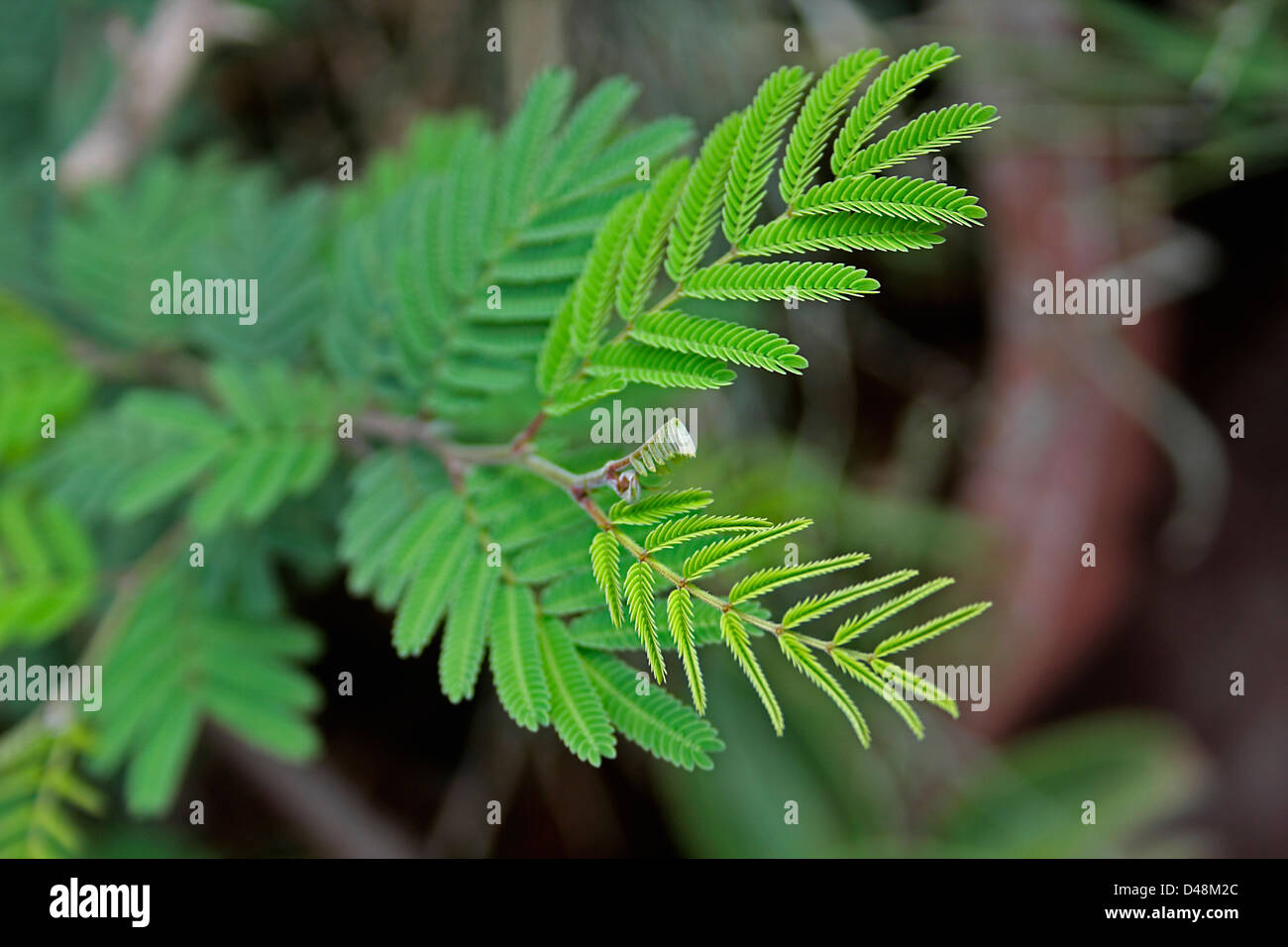 Jhand, Shemi, Prosopis cineraria, India Stock Photo - Alamy