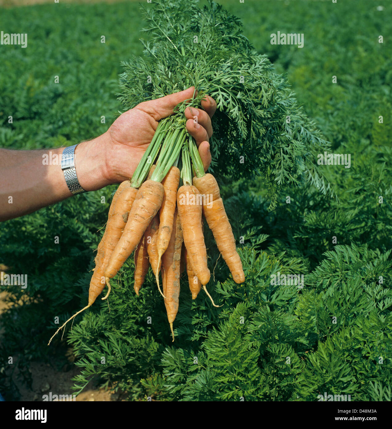 A bunch of uprooted carrots held in the hand Stock Photo