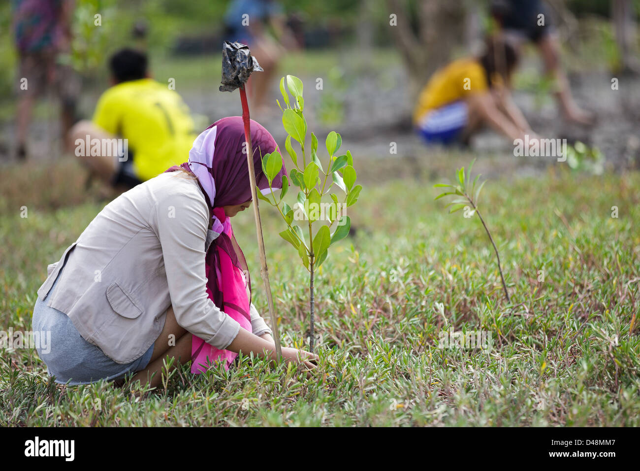 Young people planting new tree for mangrove reforestation in Satun, south Thailand Stock Photo